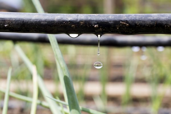 Drip Line Installation Service