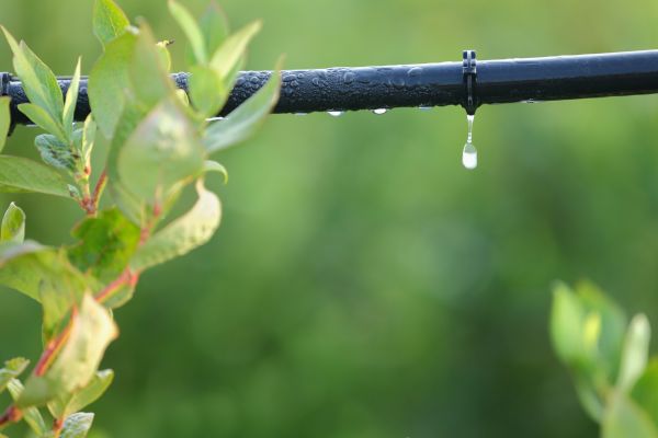 Drip System Installation Service