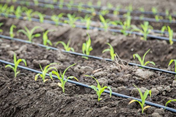 Irrigation Service