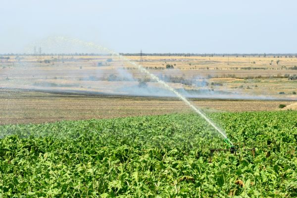 Plant Irrigation Installation Service